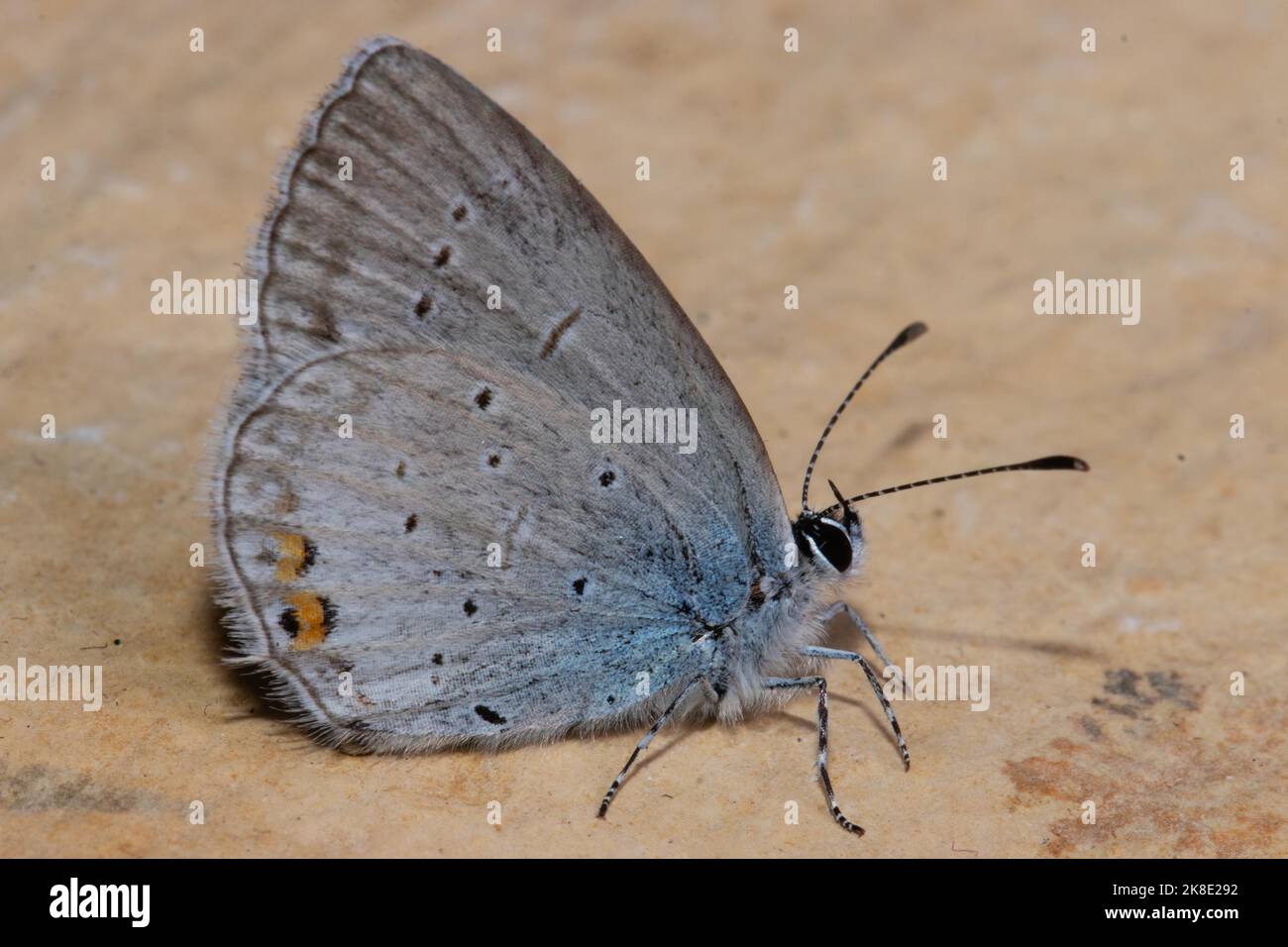 Mariposa azul de cola corta con alas cerradas sentadas sobre losa de piedra vista a la derecha Foto de stock