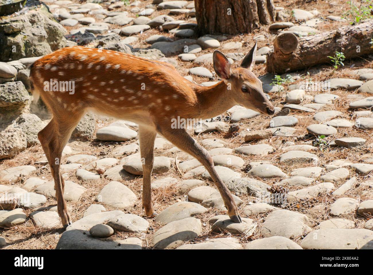 Primer plano de big fat morsa hocico y la mano humana sobre ella Fotografía  de stock - Alamy