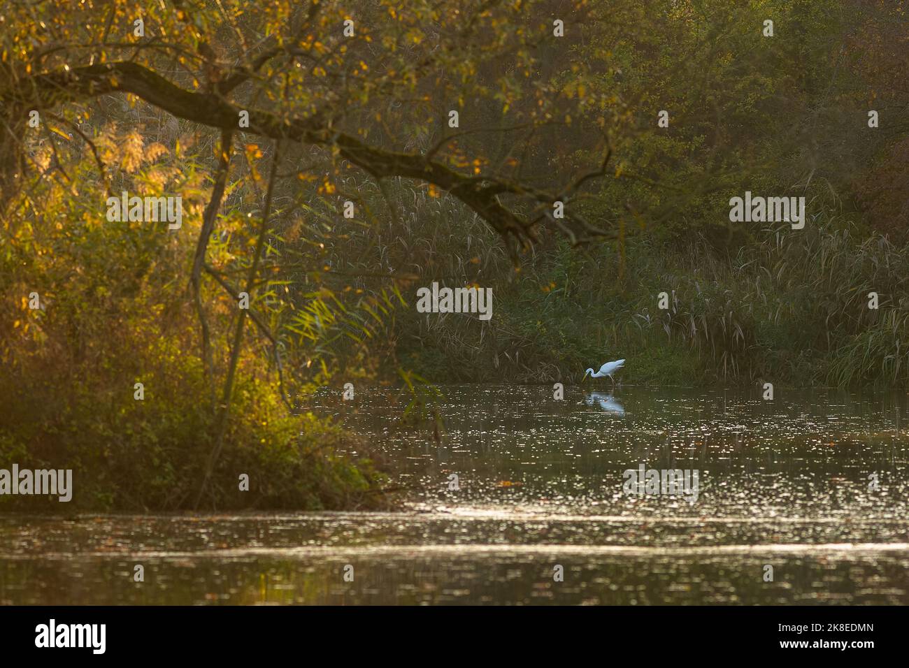 La gran pesca de garceta blanca en una cala poco profunda. Tarde de otoño en el lago con cañas y árboles con hojas amarillas y verdes. Atmósfera oscura. Foto de stock