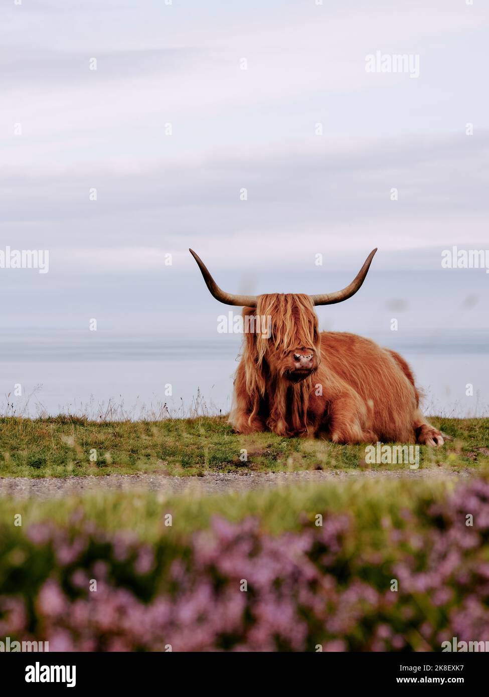 Ganado de las Tierras Altas sentado en el paisaje escocés Foto de stock