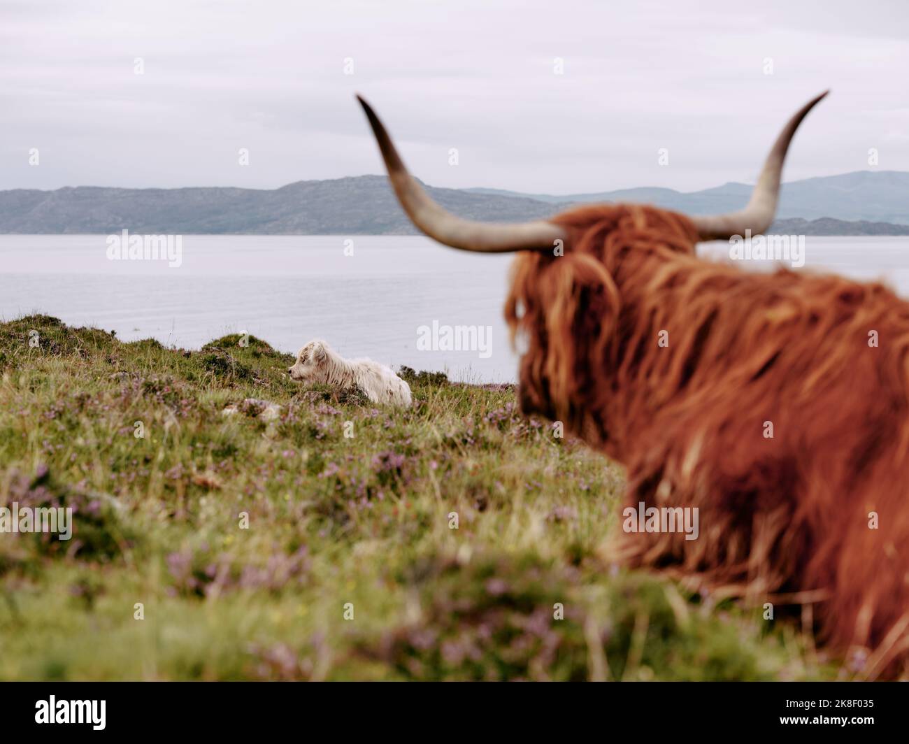 Ganado y becerro de las Tierras Altas sentados en el paisaje escocés Foto de stock