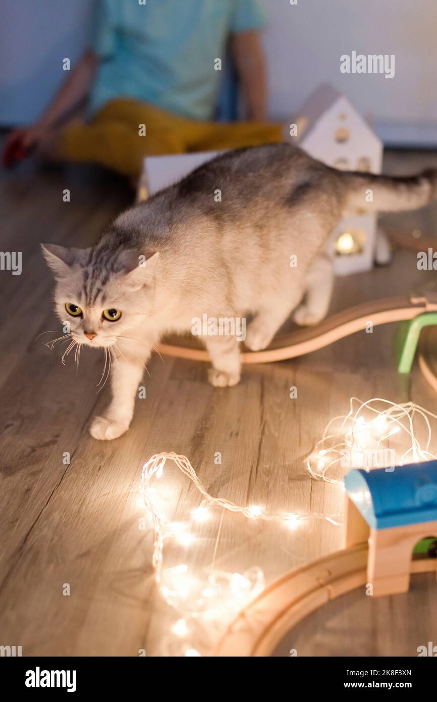 Gato gris caminando por cuerdas de luces en casa Foto de stock