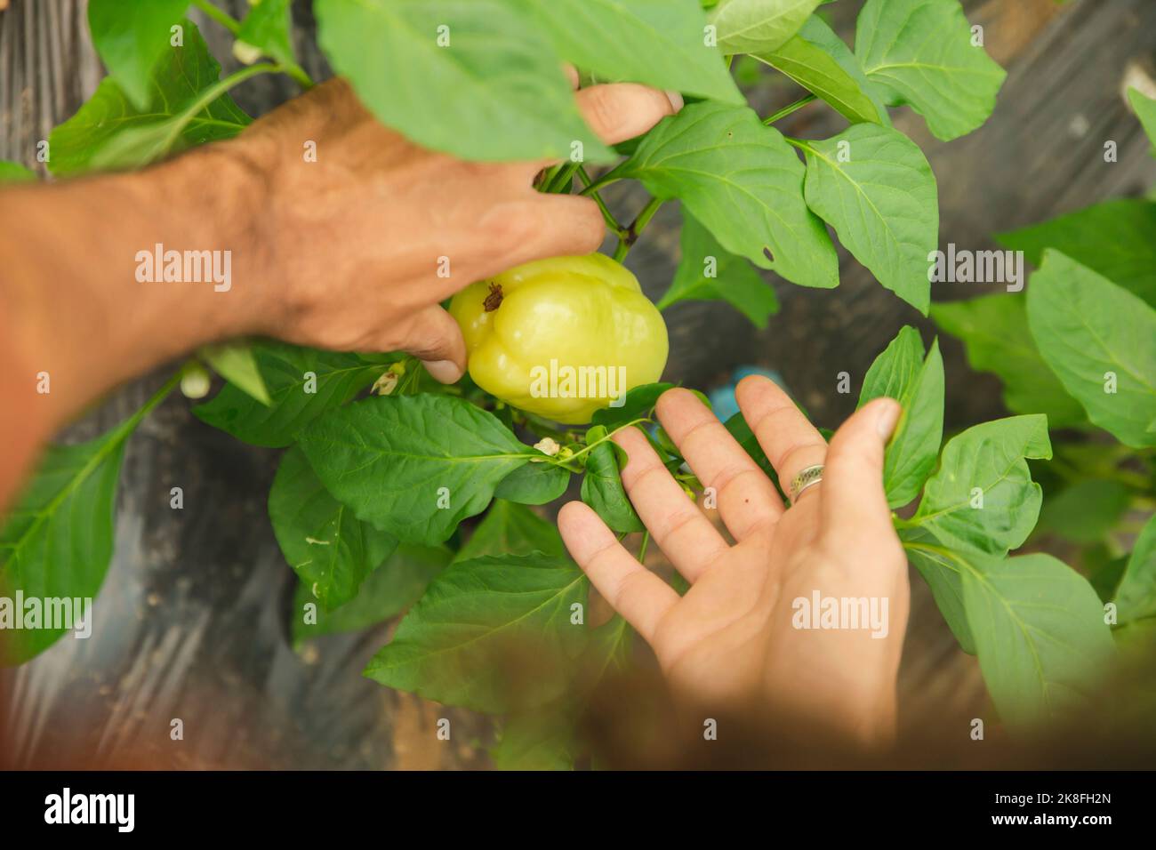 Manos de granjero mostrando pimienta fresca entre las hojas Foto de stock