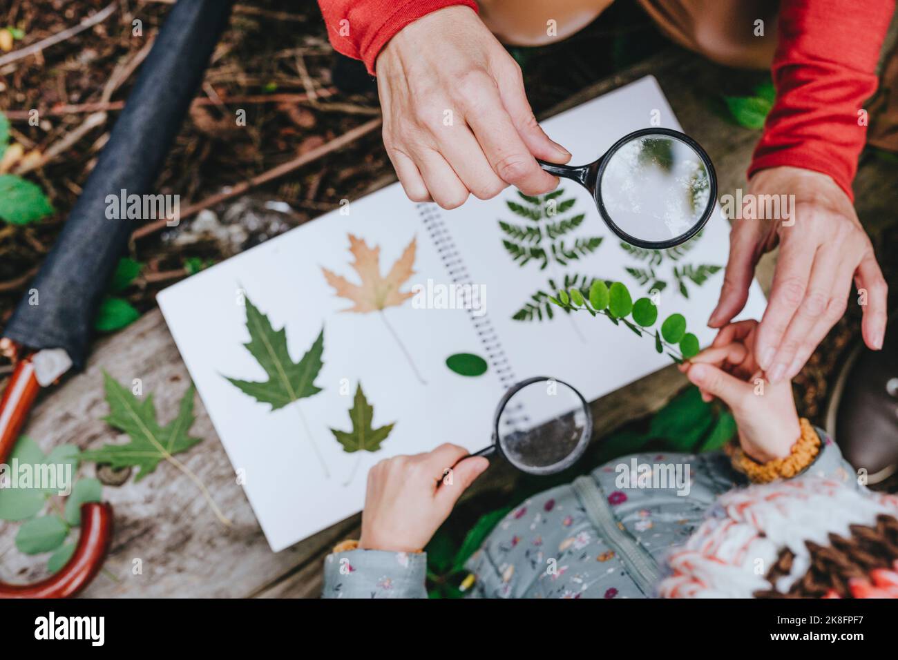 Manos de la niña recogiendo hojas para herbario con abuela en el bosque Foto de stock