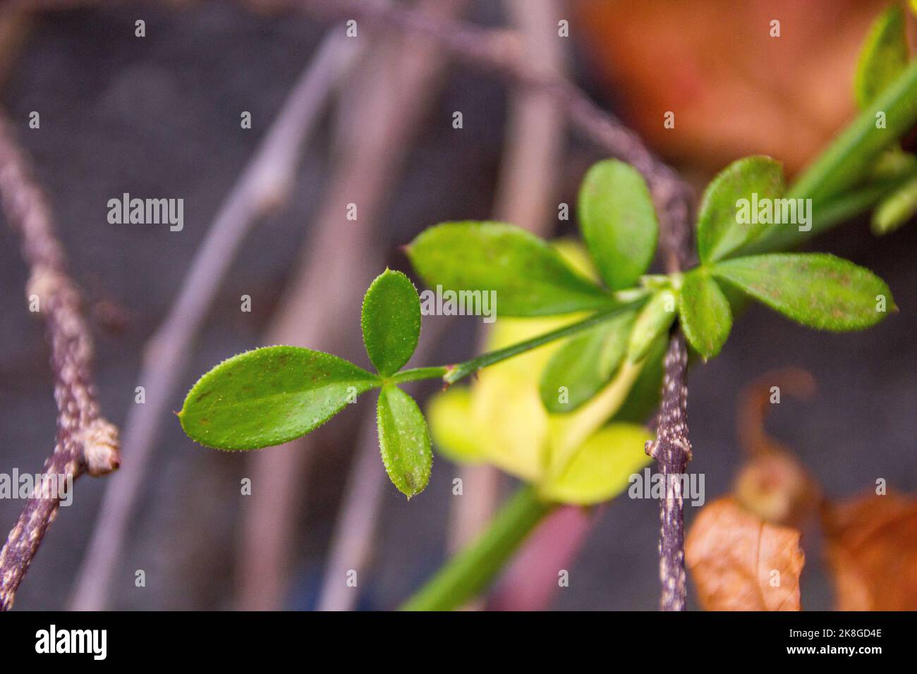 Makroaufnahme von grünen Blättern Foto de stock