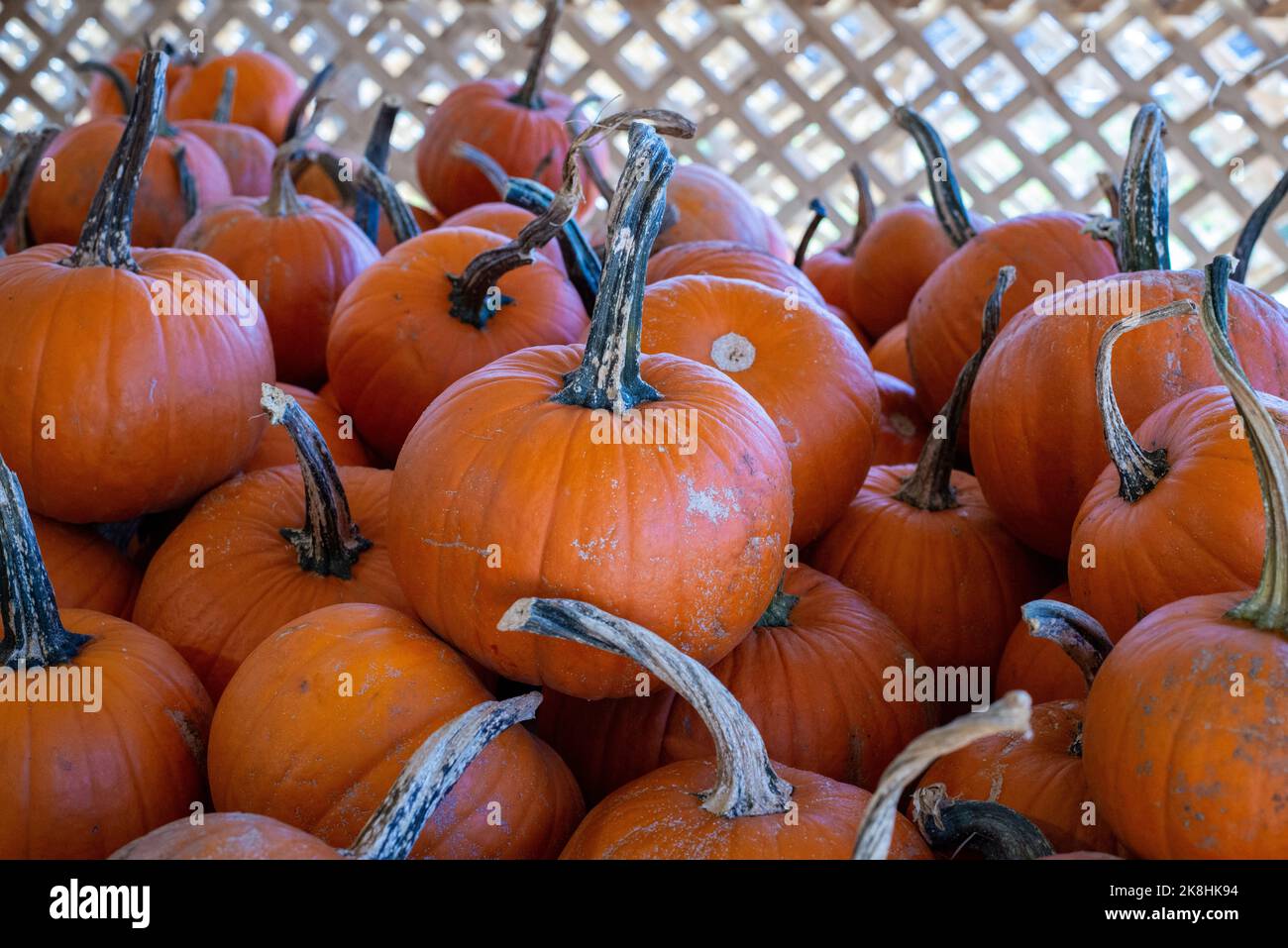 Este otoño abundan los festivales otoñales con calabazas, calabazas y otros productos y alimentos de temporada. Foto de stock