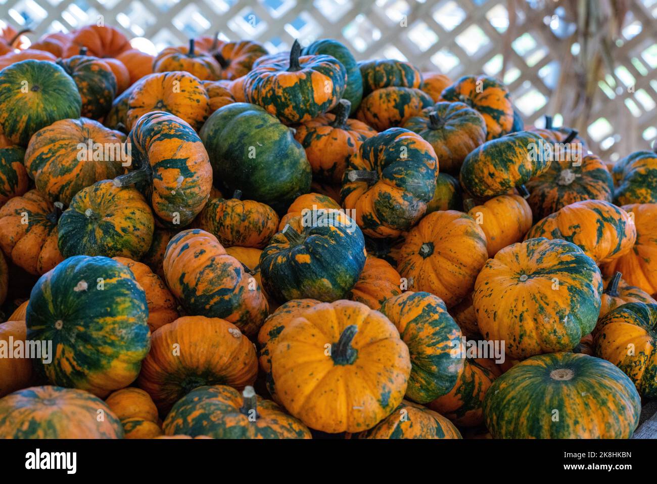 Este otoño abundan los festivales otoñales con calabazas, calabazas y otros productos y alimentos de temporada. Foto de stock