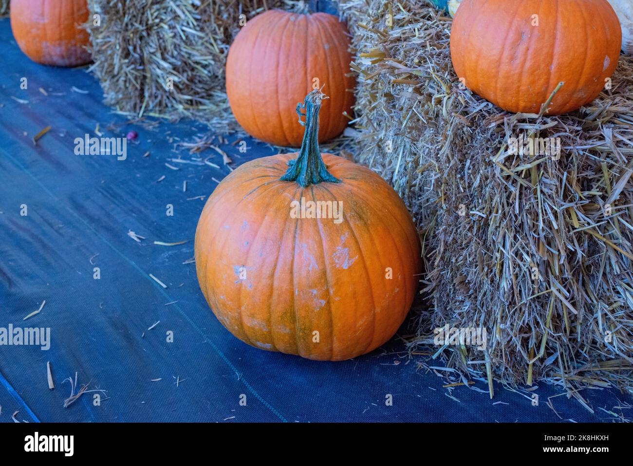 Este otoño abundan los festivales otoñales con calabazas, calabazas y otros productos y alimentos de temporada. Foto de stock