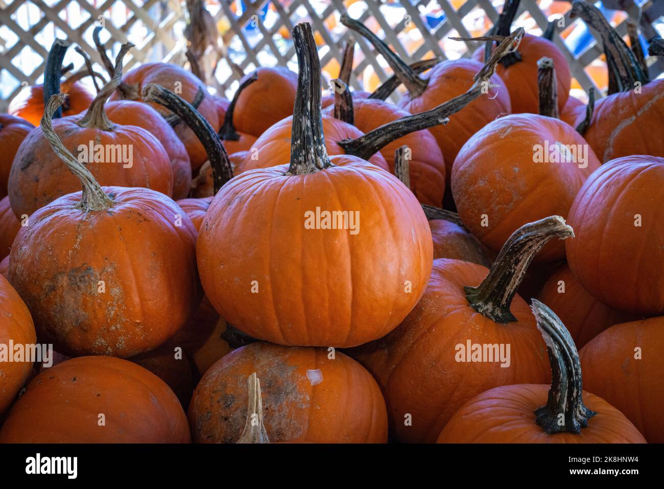 Este otoño abundan los festivales otoñales con calabazas, calabazas y otros productos y alimentos de temporada. Foto de stock