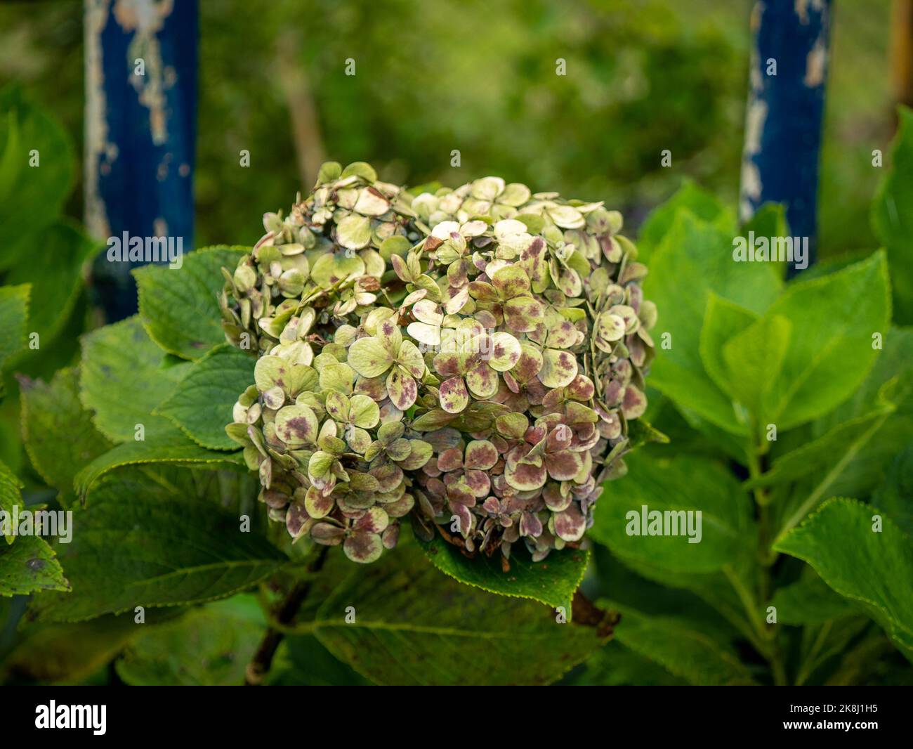 Flores verdes y rosas conocidas como Hortensia, Penny Mac o Bigleaf, francés, Lacecap o Mophead Hydrangea, (Hydrangea macrophylla) en un jardín Fotografía de stock - Alamy Flores verdes y rosas conocidas como Hortensia, Penny Mac o Bigleaf, francés, Lacecap o Mophead Hydrangea, (Hydrangea macrophylla) en un jardín Fotografía de stock - Alamy
