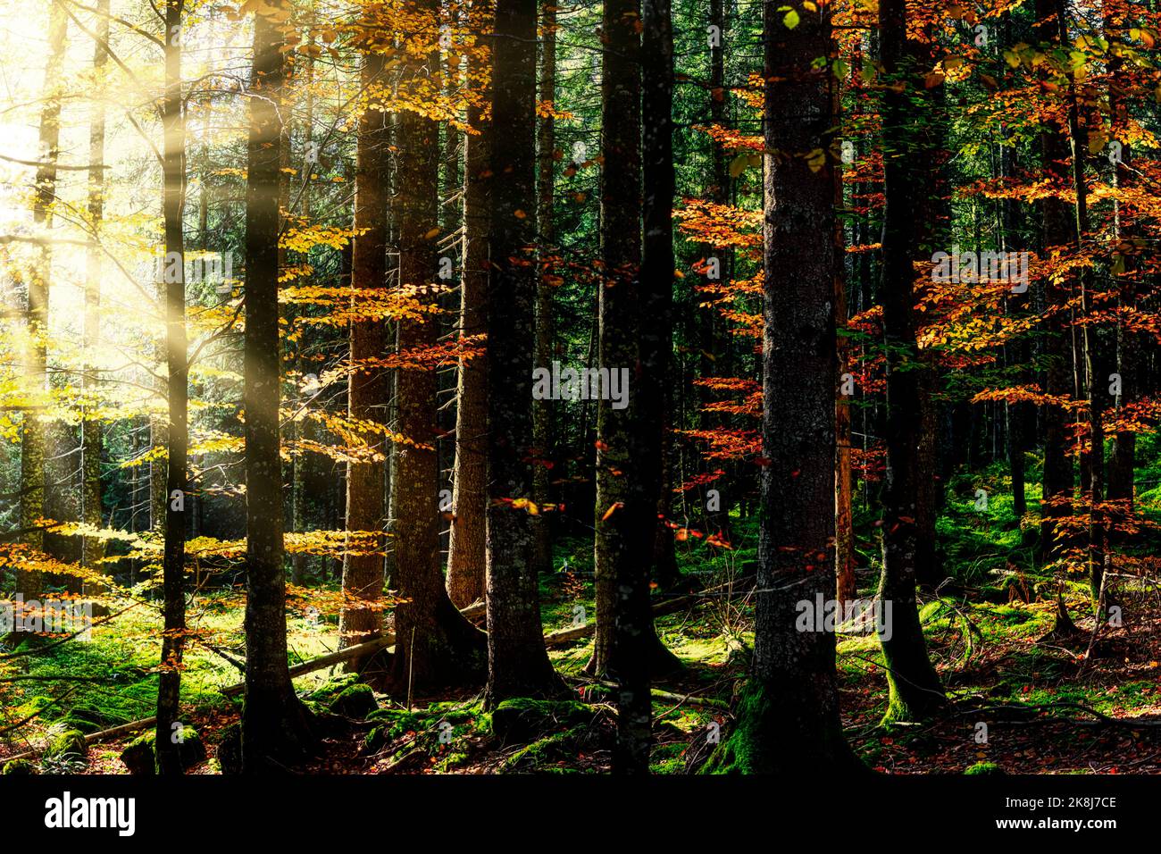 Bosque de otoño inundado de luz en la Selva Negra en Alemania Foto de stock