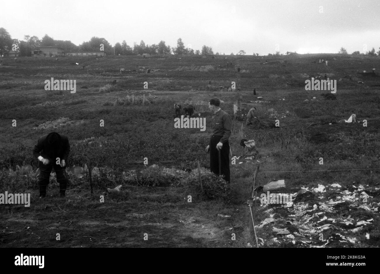 WW2 Oslo 19440924 Parcelas de verduras en Bogstad. .. Foto de Comida: NTB *** Foto no procesada ***** Foto de stock