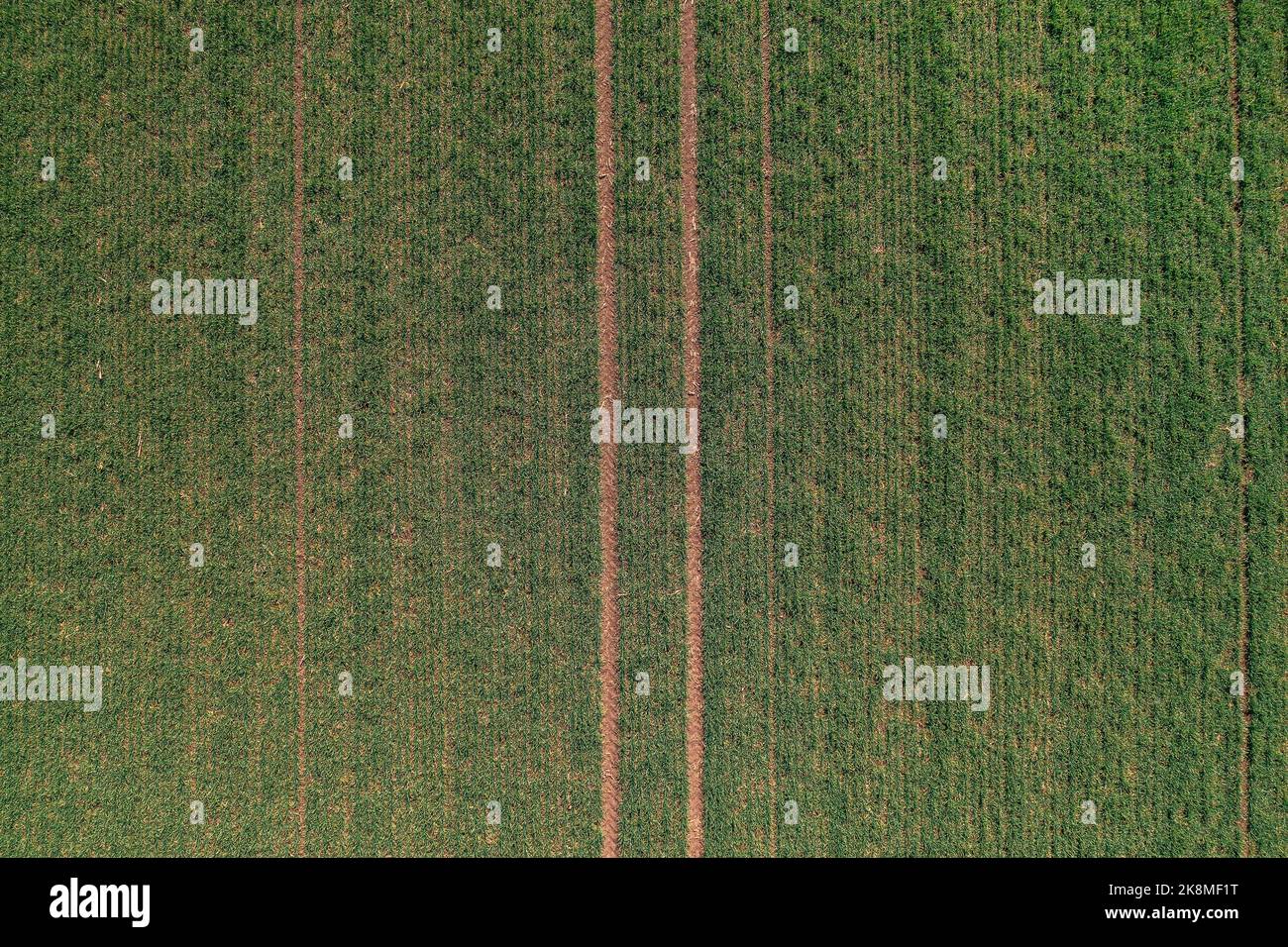 Vista aérea del campo de plántulas de cultivos de trigo verde, vista superior de drone pov Foto de stock