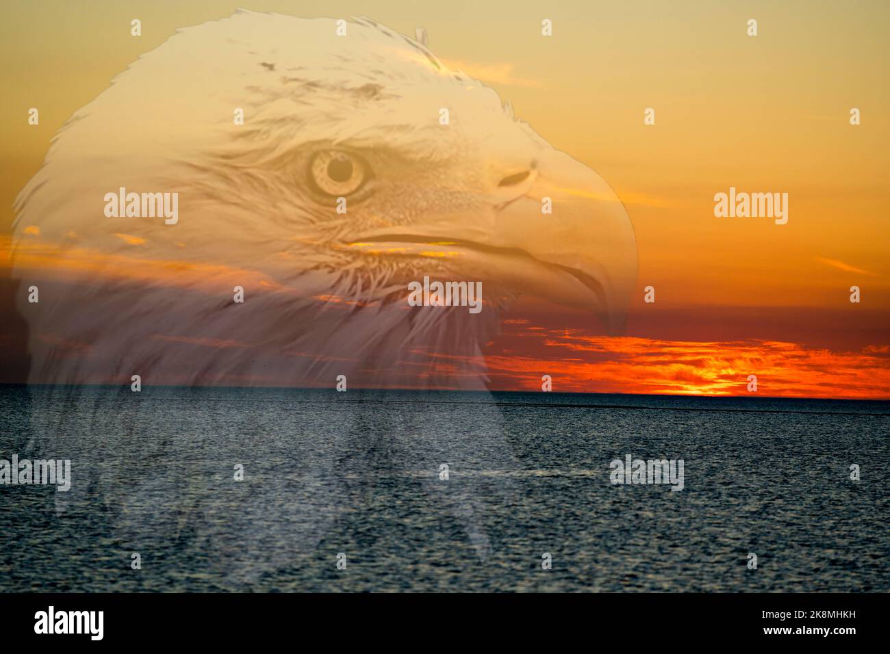 Imágenes prediseñadas de águila fotografías e imágenes de alta resolución -  Alamy