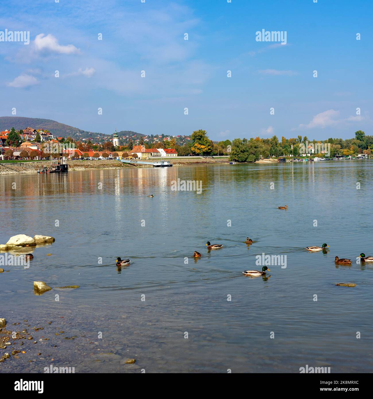 Hermoso lado del río rocoso en Szentendre del río Danubio con patos Foto de stock