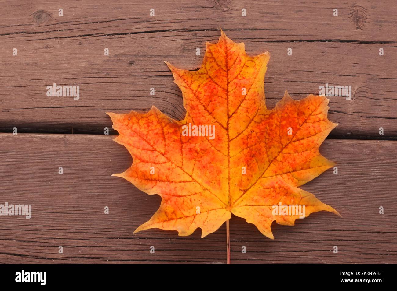 Hojas de otoño coloreadas en madera de cubierta manchada Foto de stock