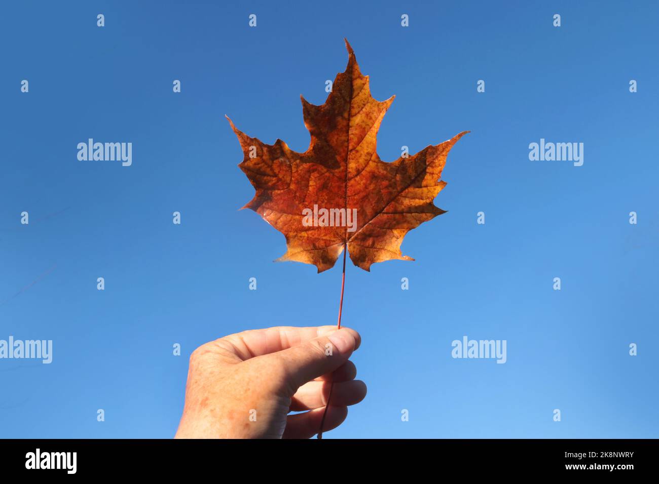 Dedo sosteniendo el tallo de las hojas contra el cielo de caída Foto de stock