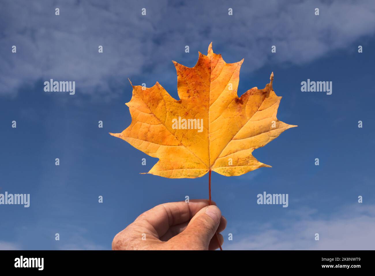 Dedo sosteniendo el tallo de las hojas contra el cielo de caída Foto de stock