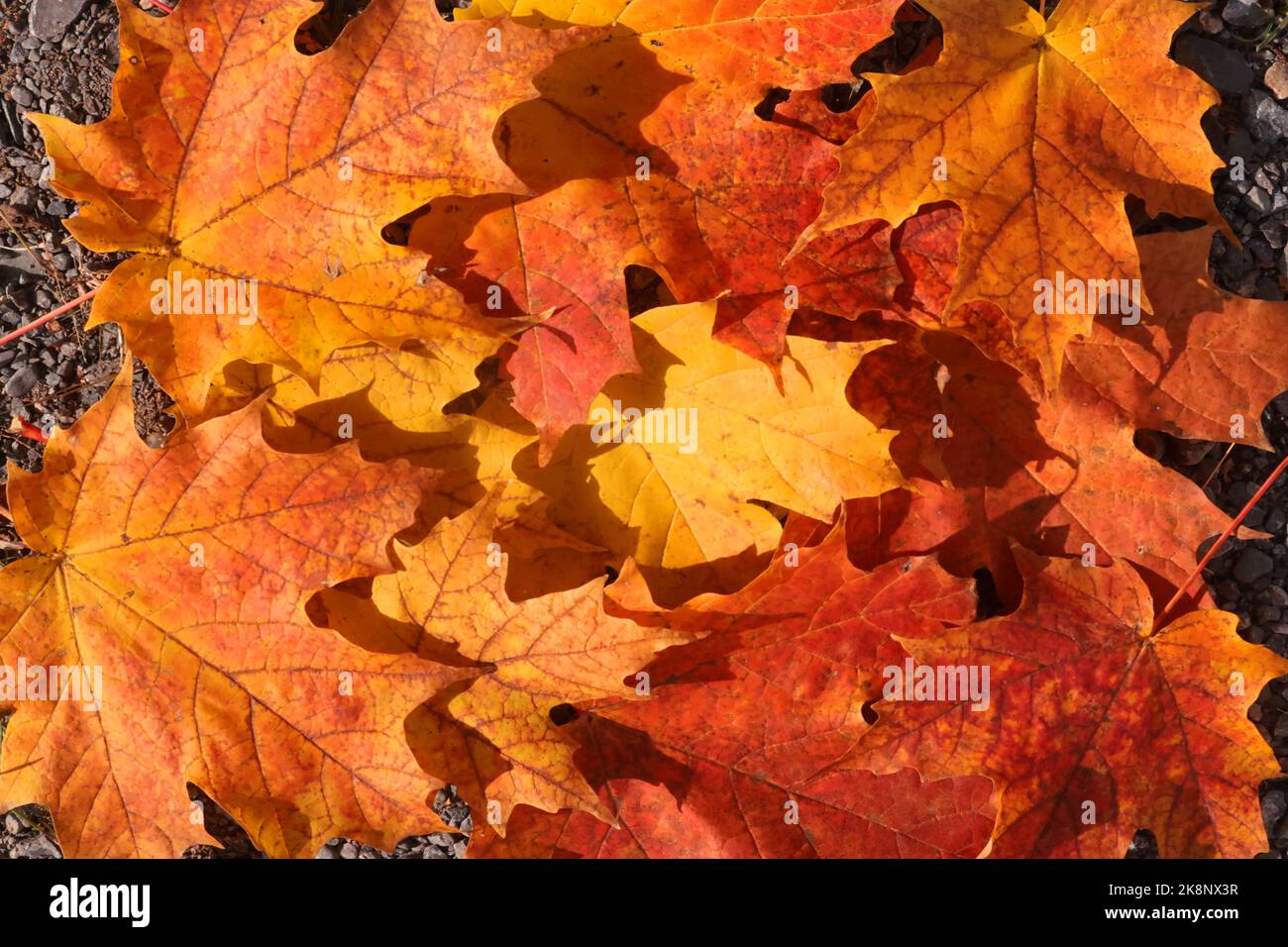 Las hojas de la caída cayeron del árbol que hacía la alfombra del color debajo del pie Foto de stock