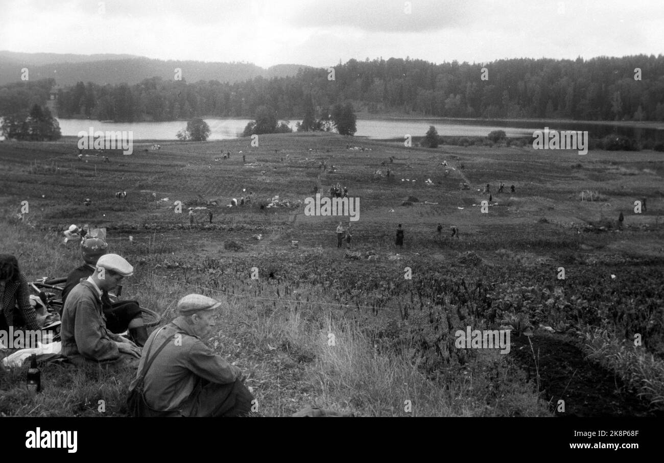 WW2 Oslo 19440924 Parcelas de verduras en Bogstad. .. Foto de Comida: NTB *** Foto no procesada ***** Foto de stock