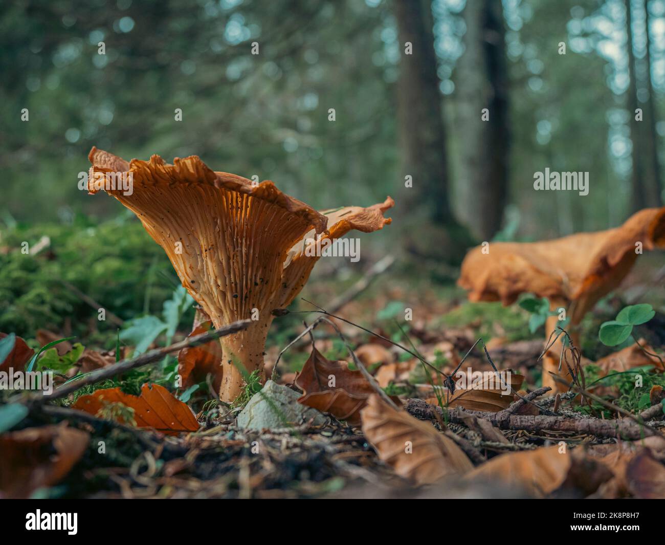Setas silvestres en un bosque de otoño. Foto de stock