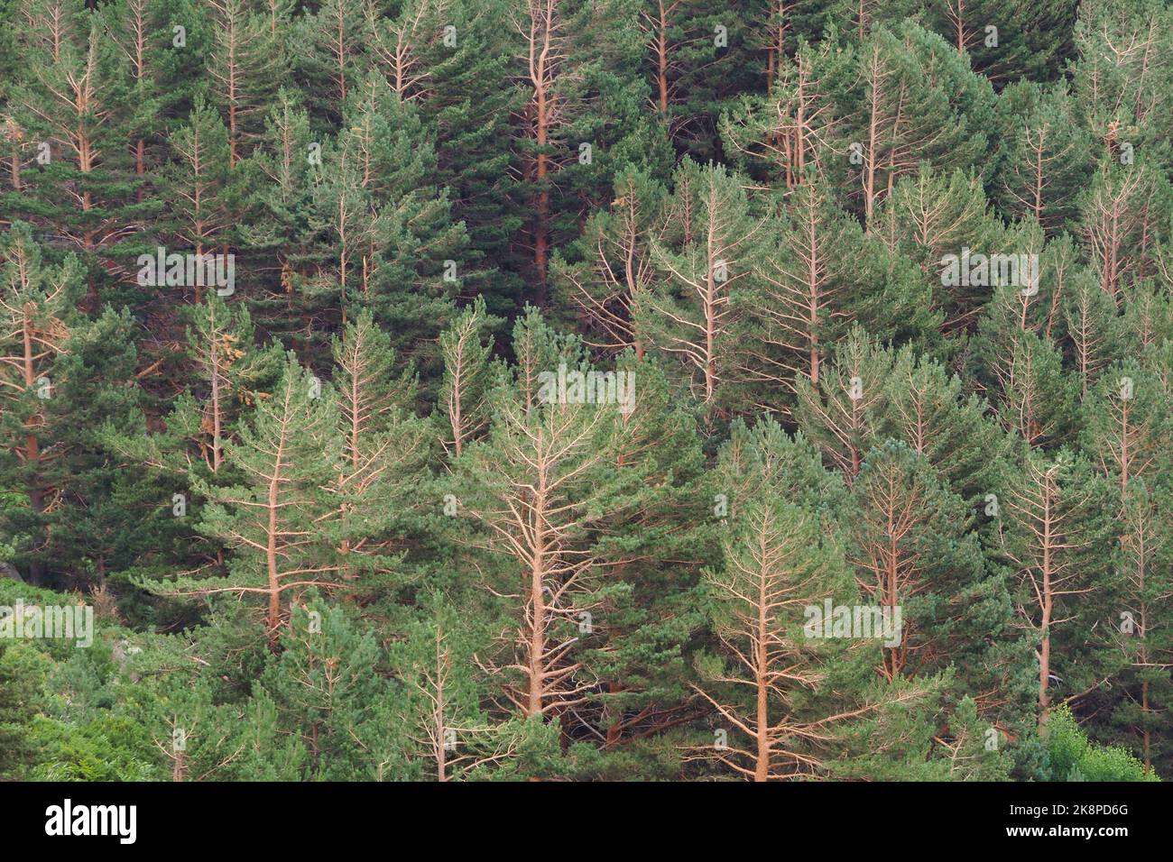 Un bosque de pinos, perfecto para fondos y fondos de pantalla, Montañas