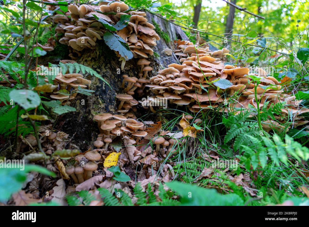 Armillaria mellea maschroom en el bosque en el talón del árbol . Foto de stock