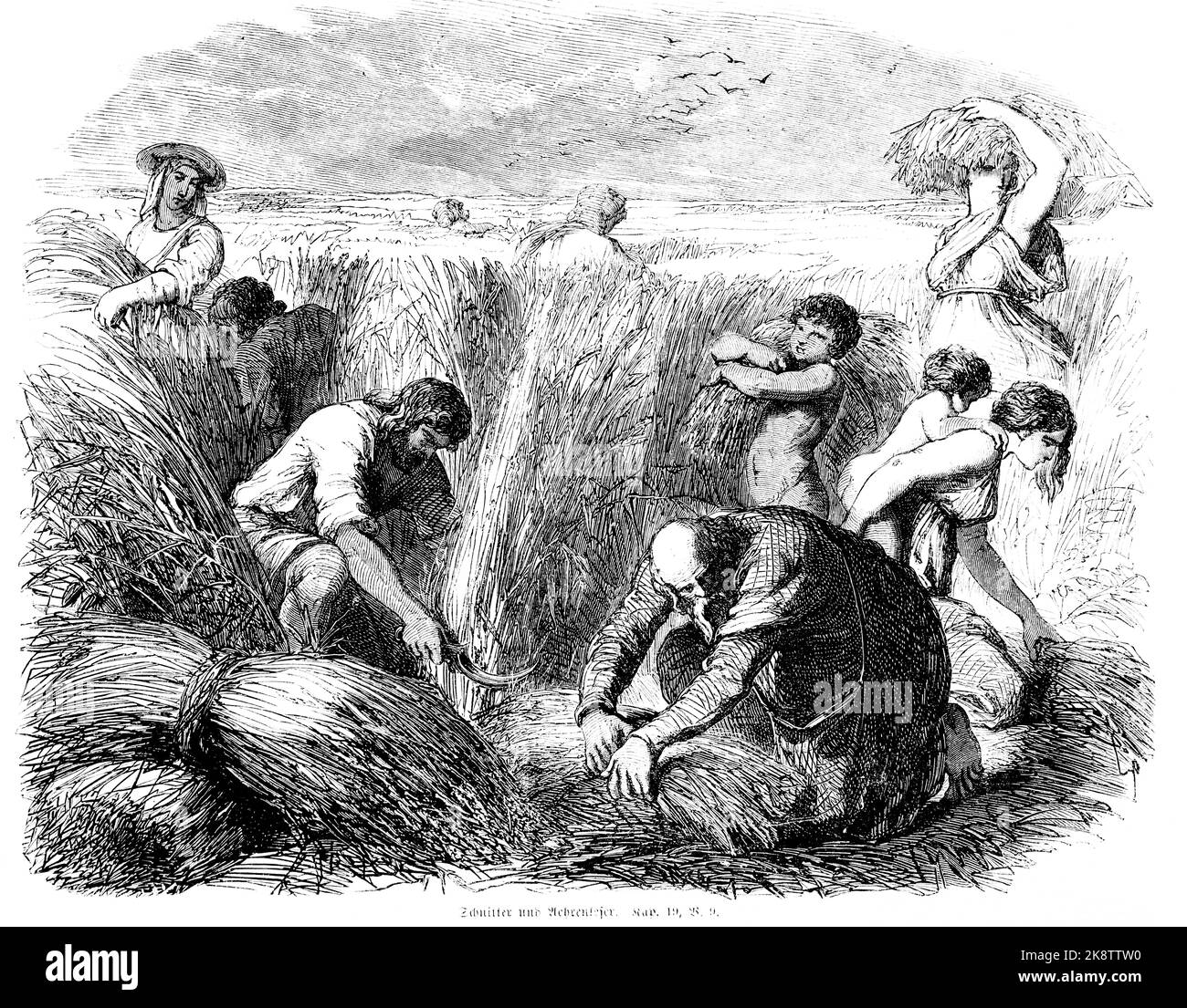 Segando maíz, segando la cosecha, Tercer Libro de Moisés, Capítulo 19, versículo 9, biblia, ilustración histórica 1850, Foto de stock
