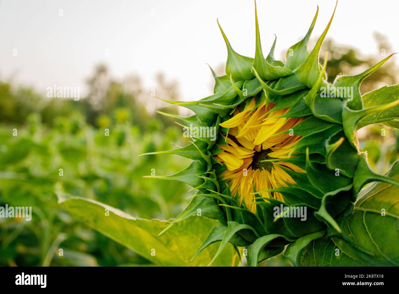 Verde brotes de girasol joven en el campo de cerca. No es un girasol  floreciendo de la flor Fotografía de stock - Alamy