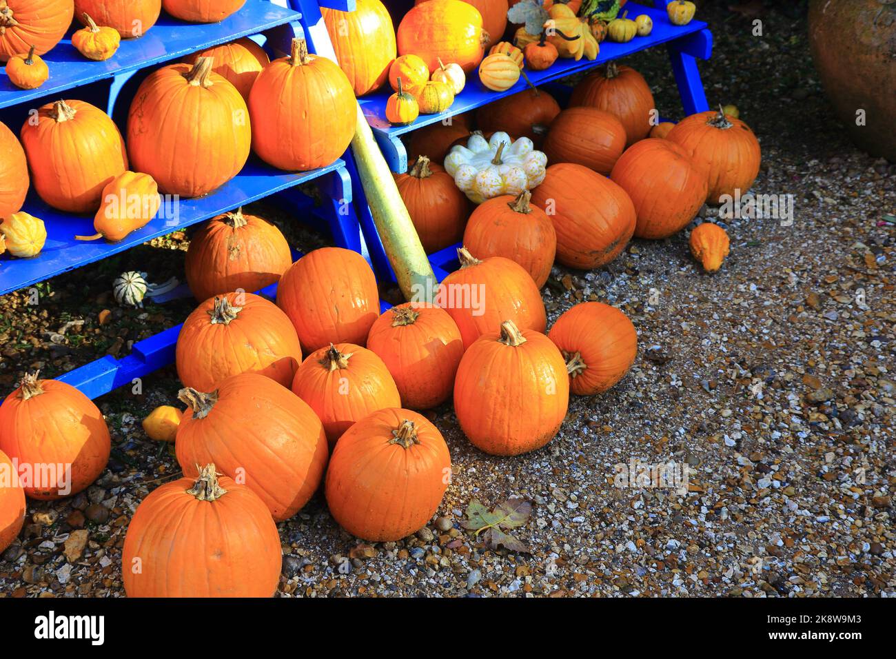 Una selección de calabazas para Halloween Foto de stock