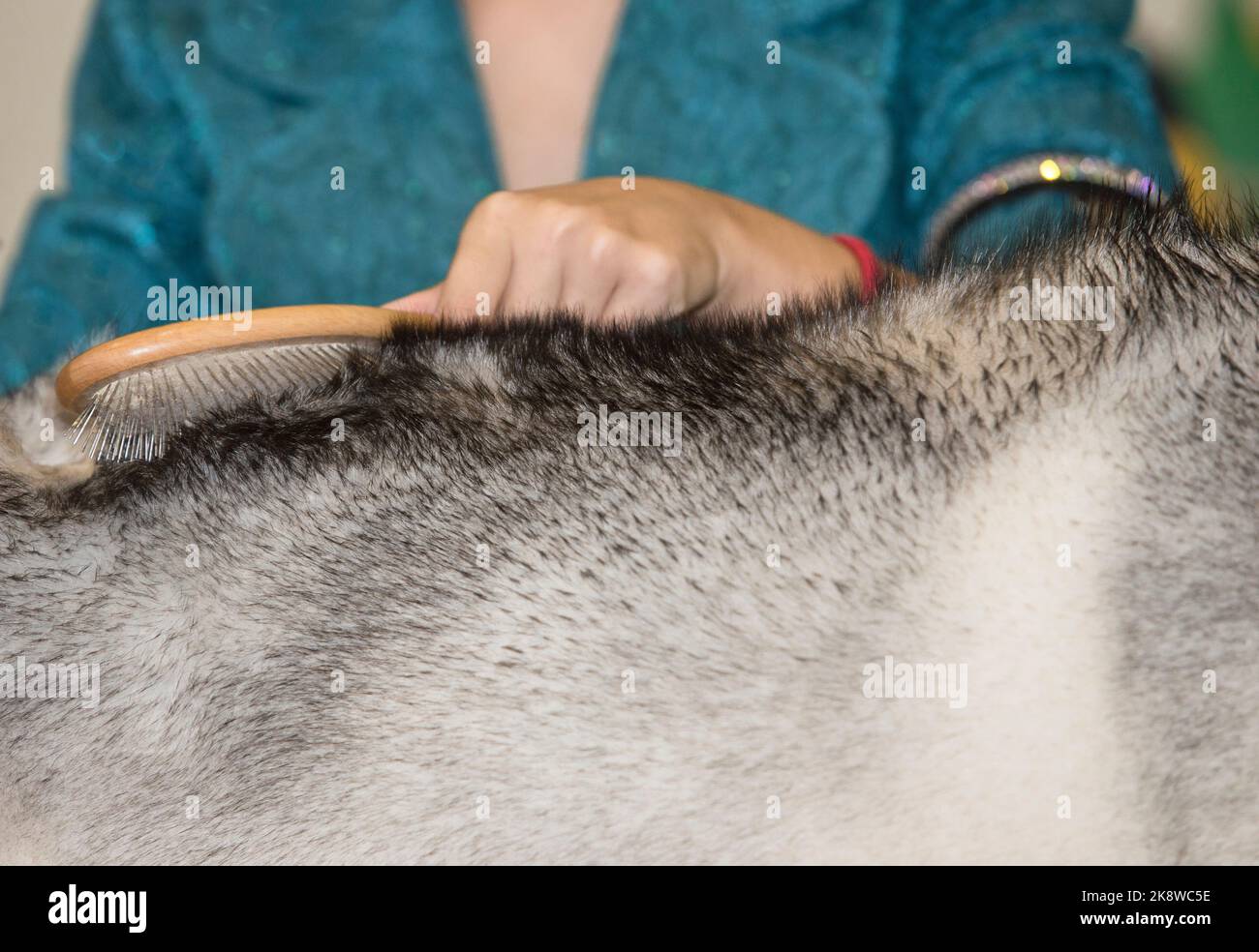 Mujer cepillando vigorosamente el pelo de sus perros contra el grano. Enfoque selectivo Foto de stock