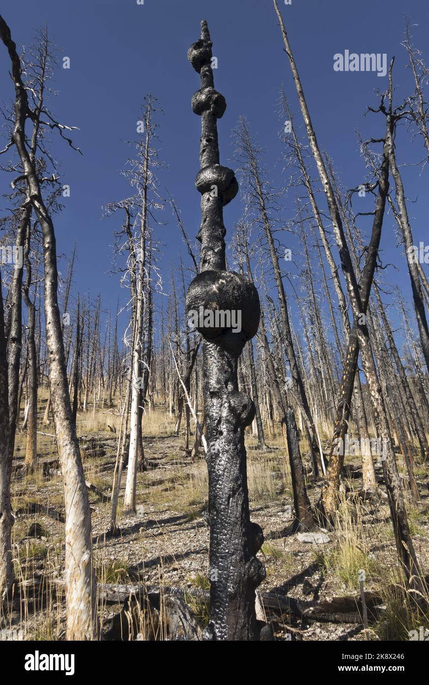 Retrato vertical de un árbol de bosque seco negro de Gnarly Charred Eleving Skyward quemado en Wildfire Foto de stock