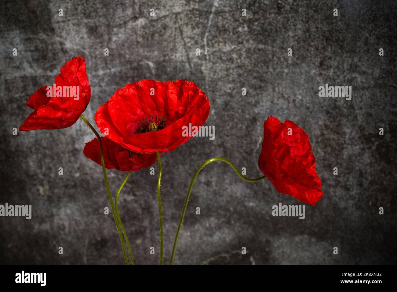 Día del recuerdo de la Guerra Mundial. La amapola roja es símbolo del  recuerdo de los caídos en la guerra Fotografía de stock - Alamy