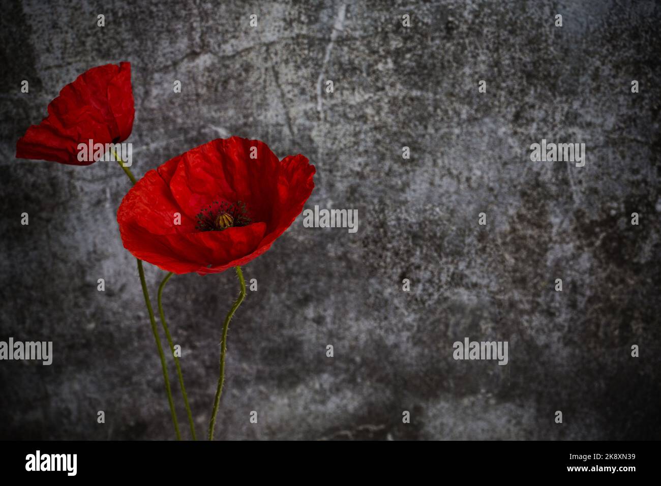 Día del recuerdo de la Guerra Mundial. La amapola roja es símbolo