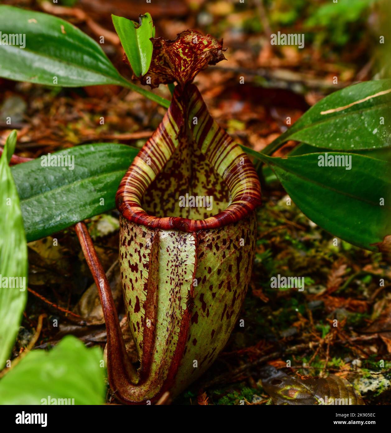 Planta lanzadora Raffles (Nepenthes rafflesiana), Monte Kinabalu, Isla Borneo, Malasia Foto de stock