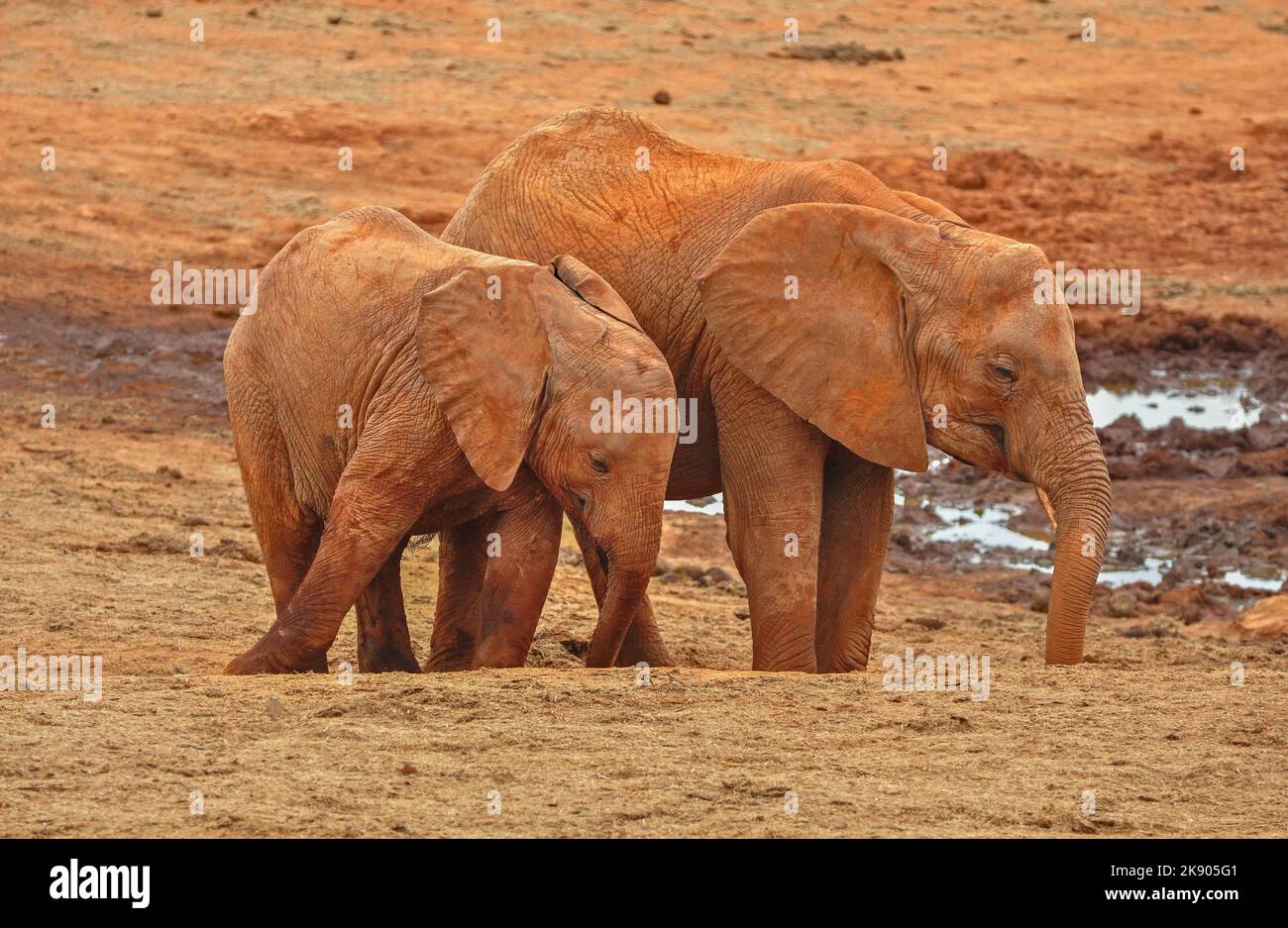 Dos pequeños elefantes africanos de monte (Loxodonta africana) cubiertos de polvo rojo. Parque Nacional Tsavo Este, Kenia Foto de stock