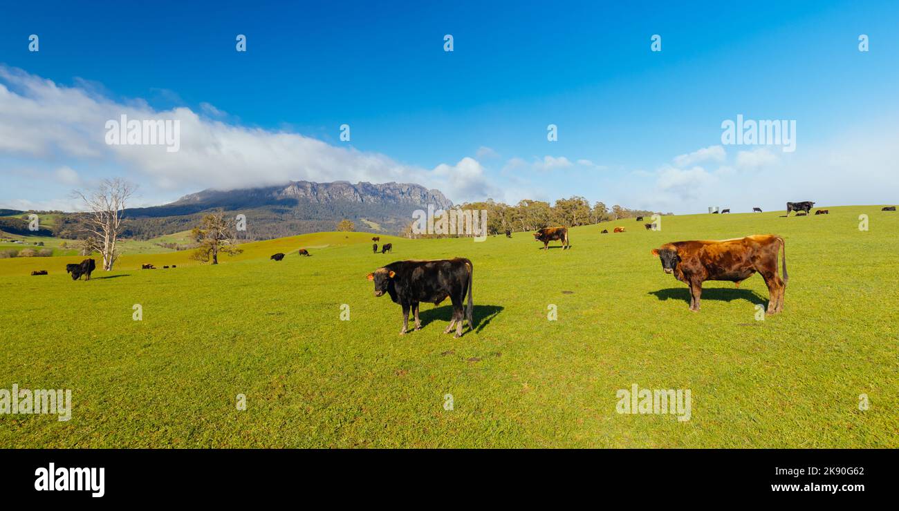 El impresionante Monte Roland en el centro de Tasmania es un fresco y soleado día de primavera cerca de la ciudad de Sheffield en Tasmania, Australia Foto de stock