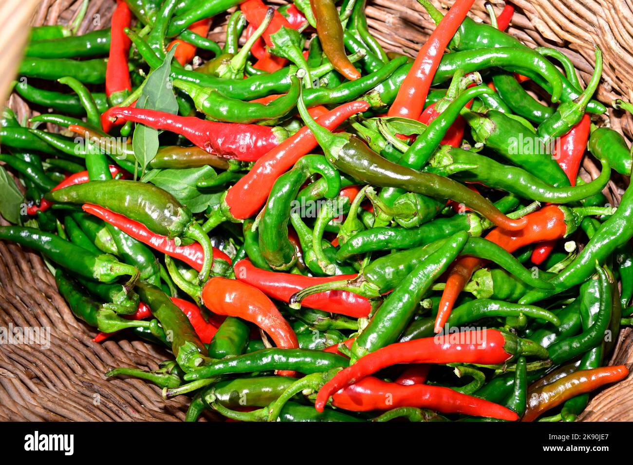 Los chiles rojos y verdes frescos se cultivan en el jardín y en una cesta de mimbre Foto de stock