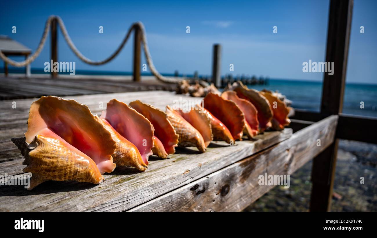 Una línea de caracolas en un muelle en Eleuthera, Bahamas Foto de stock