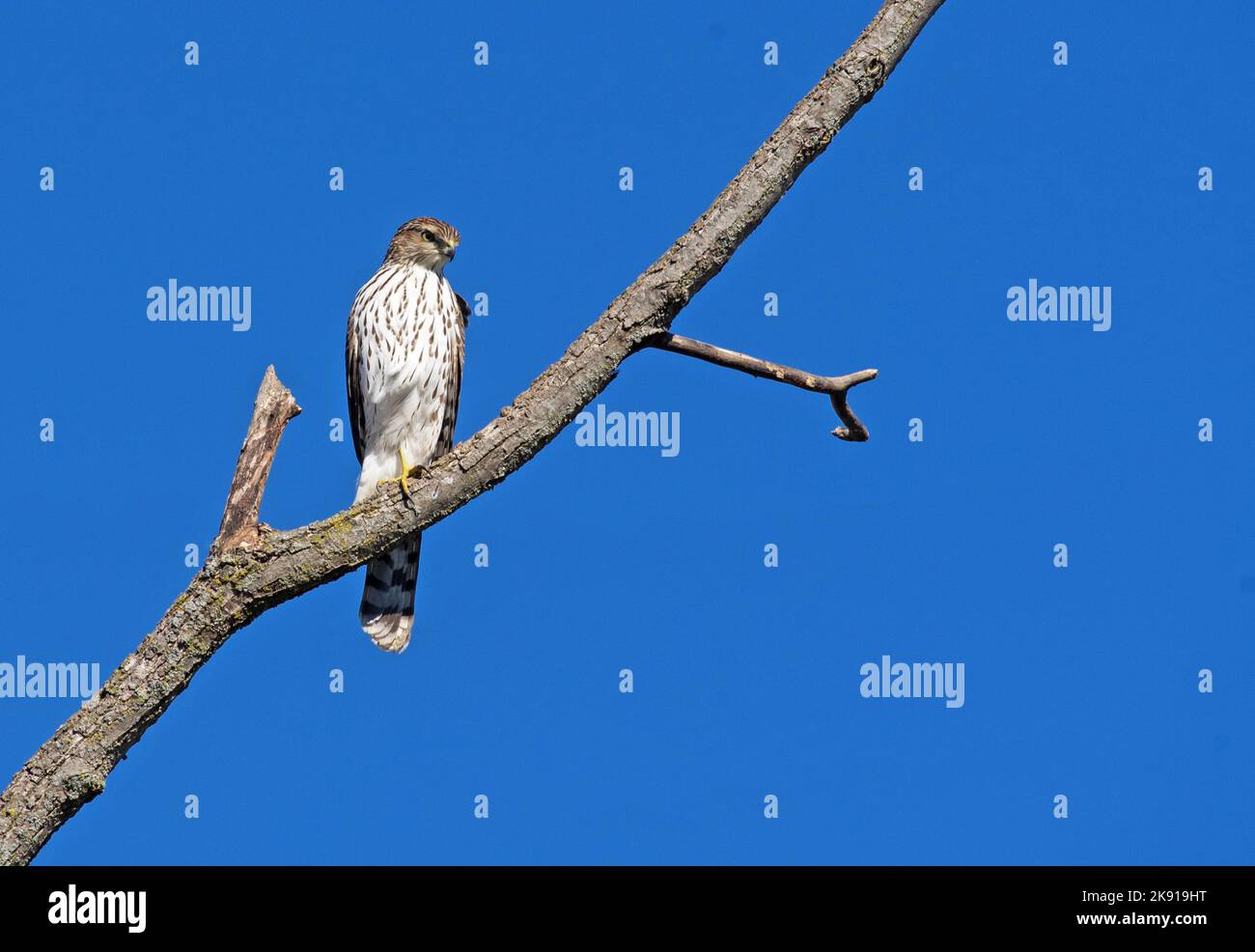 Coopers Hawk Foto de stock