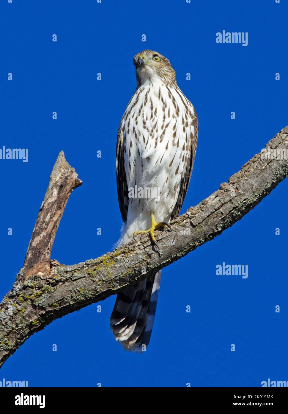 Coopers Hawk Foto de stock