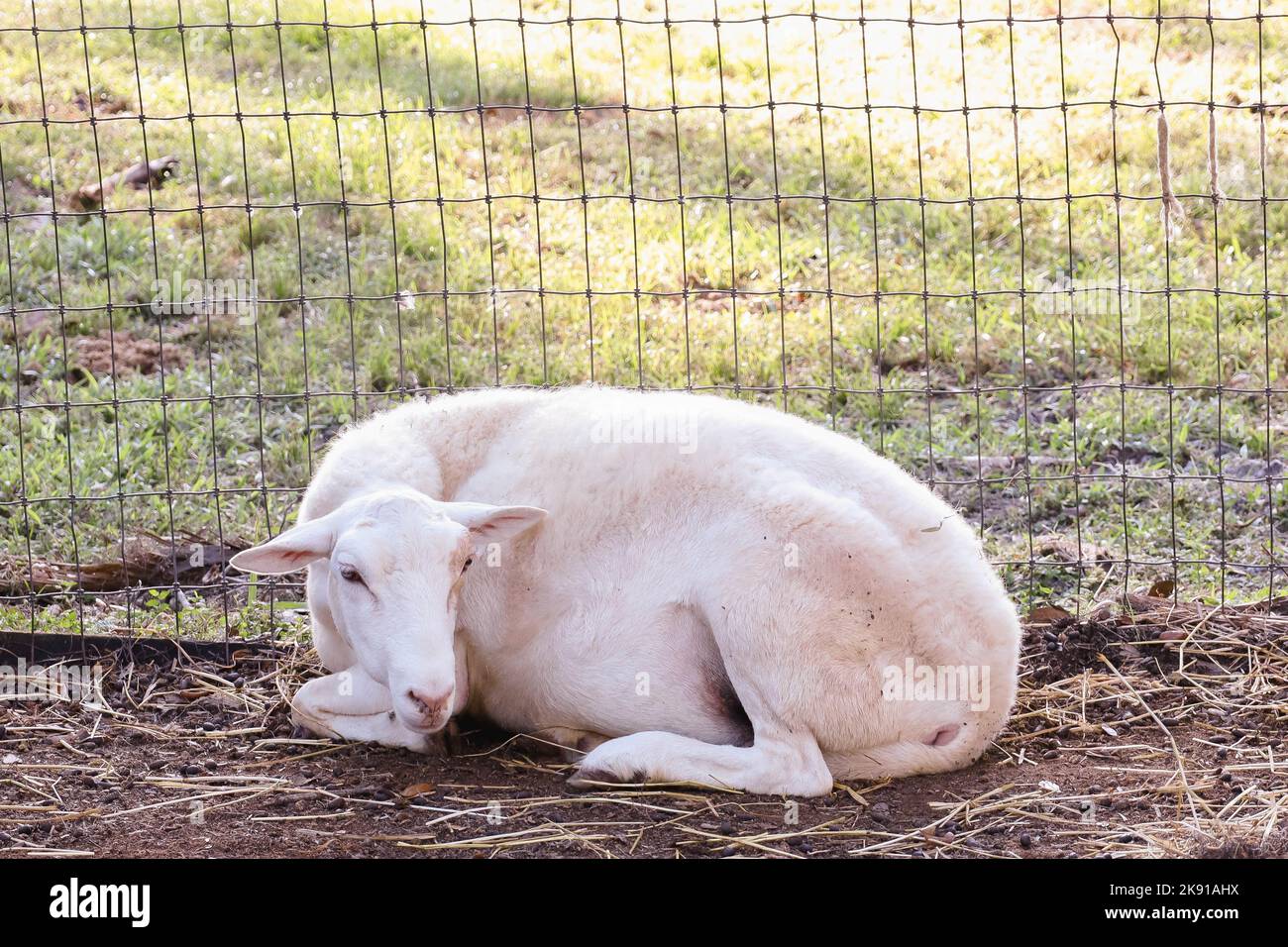 Un primer plano de una oveja corta que tiene un descanso que yace junto a la valla de malla de alambre Foto de stock