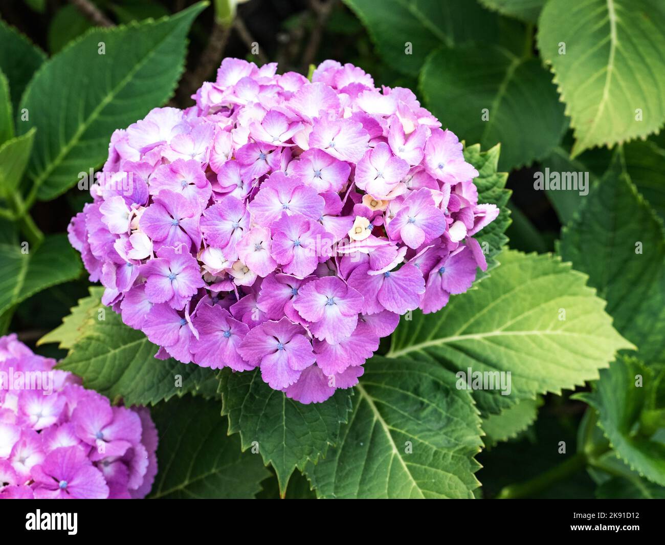 Una foto de primer plano de la hortensia púrpura floreciente Fotografía de  stock - Alamy