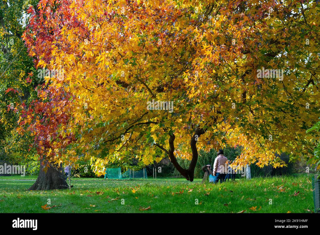 Londres, Reino Unido. Martes, 25 de Octubre, 2022. Escenas de otoño en Kew Gardens Foto: Richard Gray/Alamy Live News Foto de stock