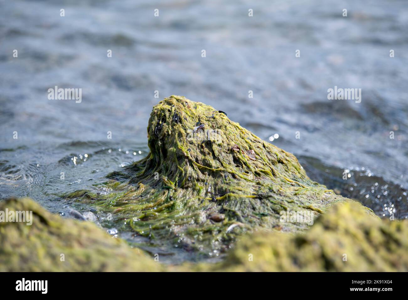 Rocas cubiertas de algas verdes en la playa de la costa del océano del mar. musgo  marino pegado a piedras. rocas cubiertas de algas verdes en agua de mar.  paisaje de verano