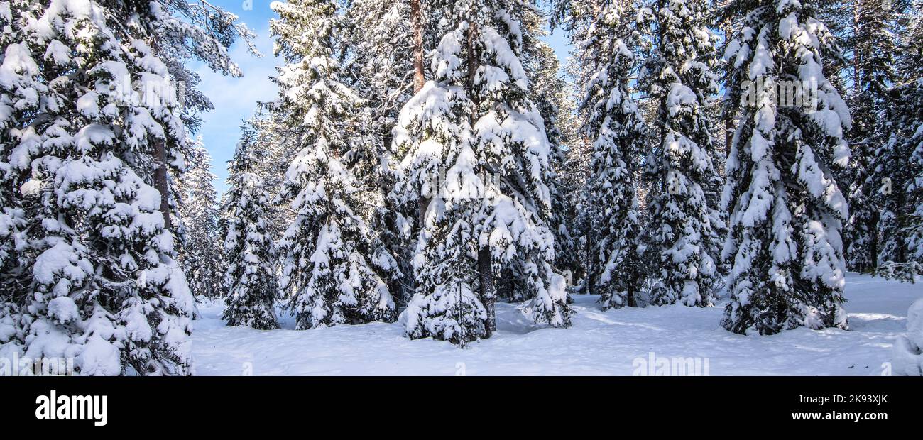 Paisaje invernal con árboles cubiertos de nieve. Foto de stock