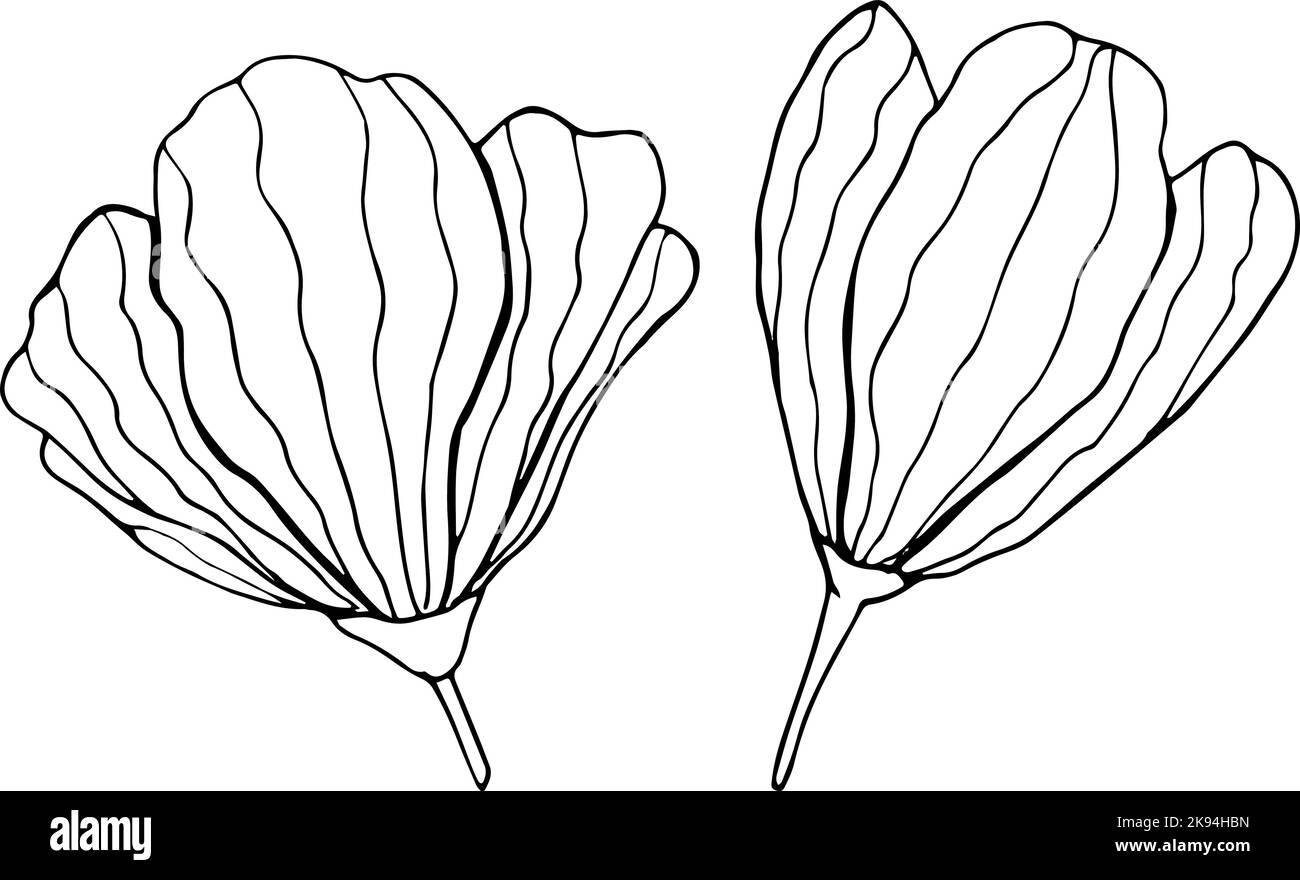 Dos flores dibujadas a mano sobre fondo blanco. Dibujo floral de contorno de una línea. Ilustración vectorial Ilustración del Vector