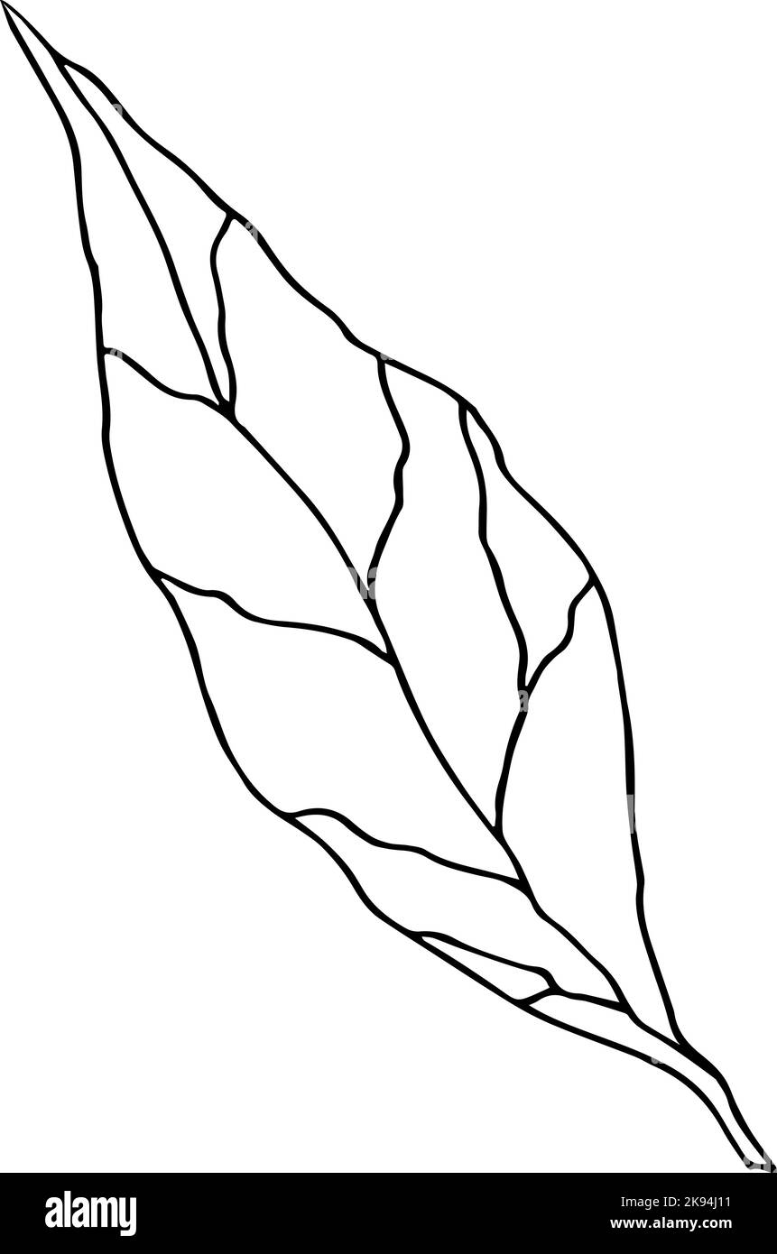 Hoja dibujada a mano. Concepto de ecología. Elemento botánico aislado sobre fondo blanco. Ilustración vectorial. Ilustración del Vector
