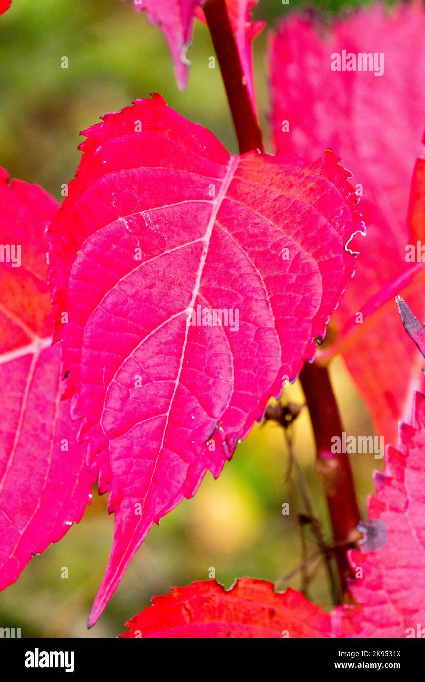 Hortensias, Otoño, Hoja, Turn Rojo, Planta, Octubre, hojas, tallo, Hortensia Roja Foto de stock