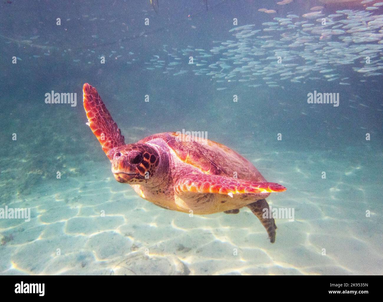 Imagen submarina de una tortuga marina de cabeza de tronco, ( Caretta caretta) Mar Mediterráneo Oriental, Paphos, Chipre Foto de stock